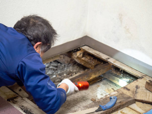 Best Mold Removal Near Me  in Fairfield, IL
