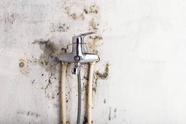Best Mold Testing  in Fairfield, IL