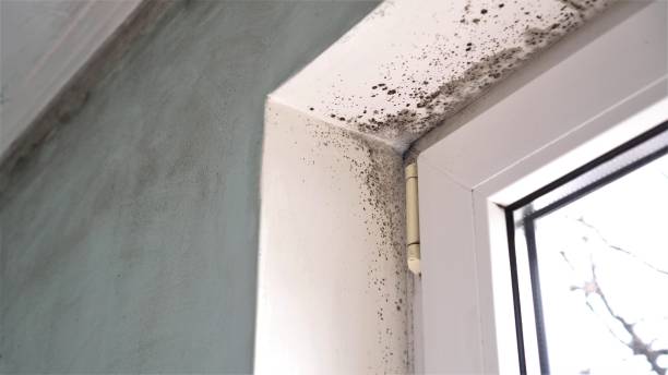 Best Emergency Mold Removal  in Fairfield, IL