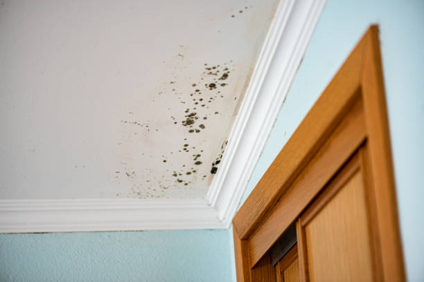 Professional Mold Removal in Fairfield, IL