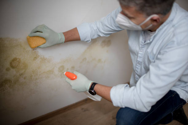 Best Black Mold Removal  in Fairfield, IL