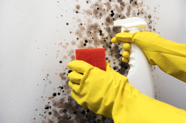 Best Best Mold Removal Companies  in Fairfield, IL