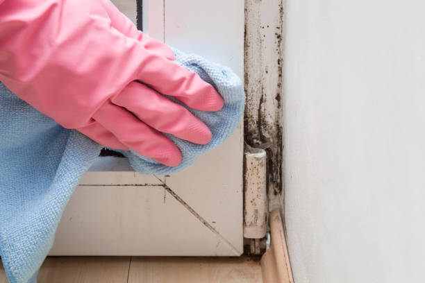 Best Mold Cleaning Services  in Fairfield, IL