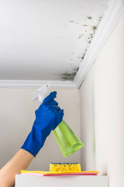 Mold Removal and Inspection in Fairfield, IL