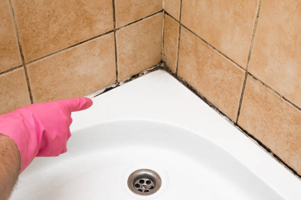 Best Mold Remediation  in Fairfield, IL